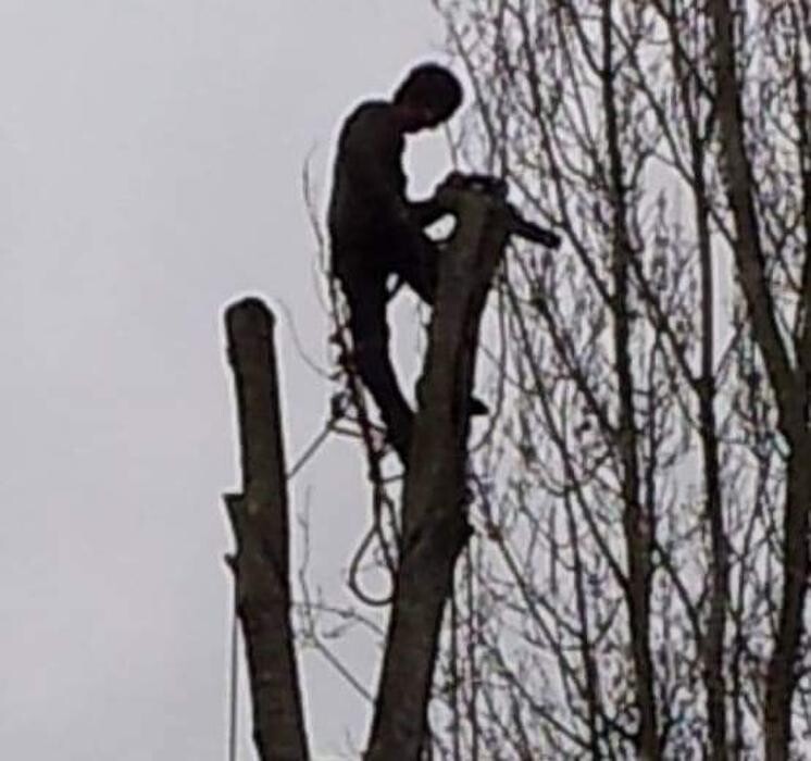 Images Limback Tree Services LLC