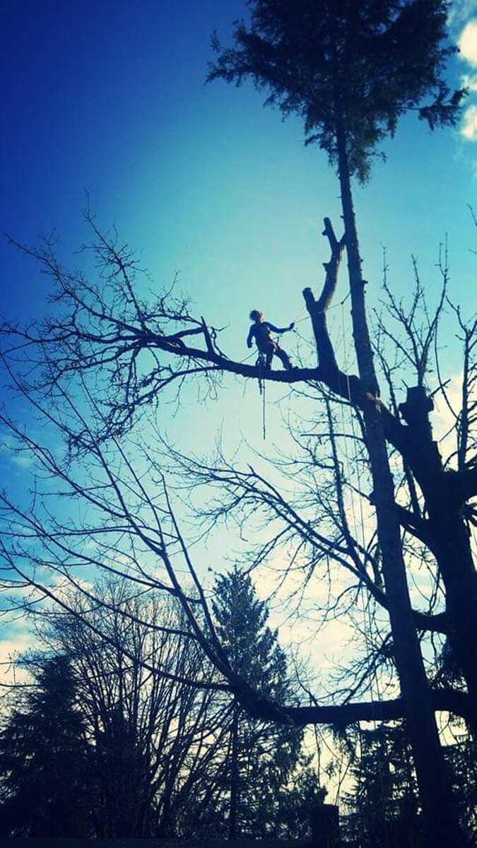 Images Limback Tree Services LLC