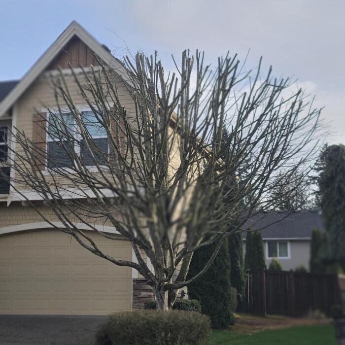 Images Limback Tree Services LLC