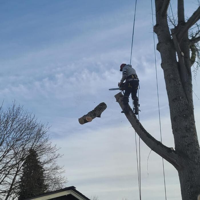 Images Limback Tree Services LLC