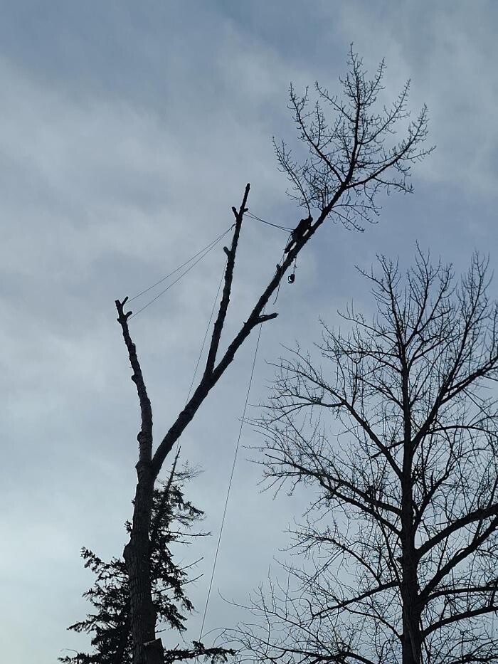 Images Limback Tree Services LLC