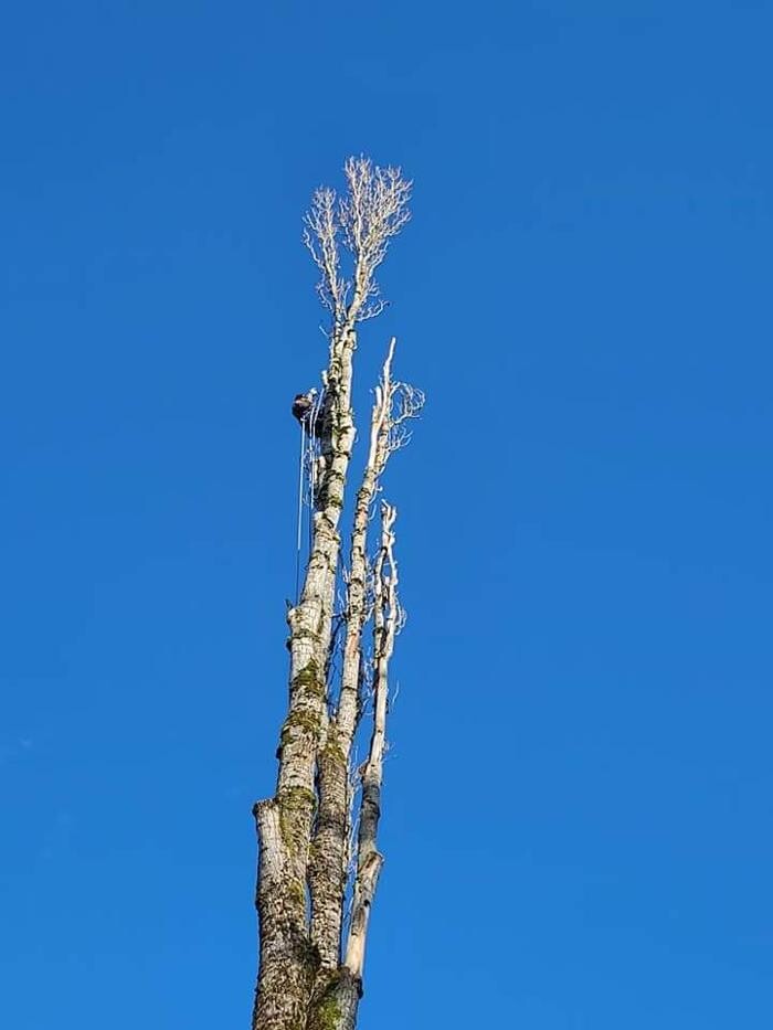 Images Limback Tree Services LLC