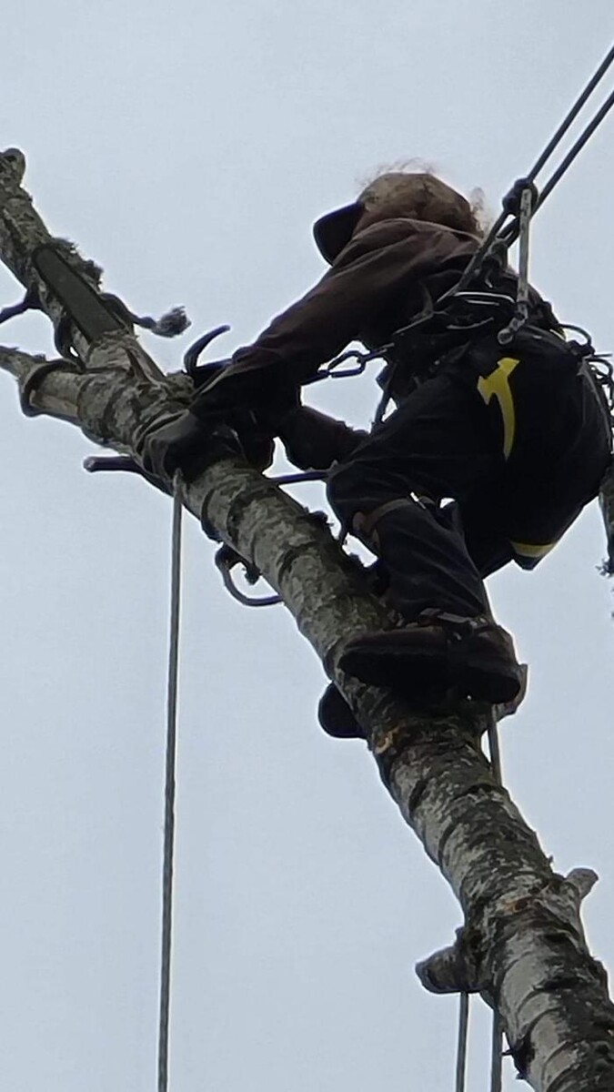 Images Limback Tree Services LLC