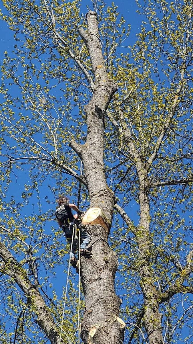 Images Limback Tree Services LLC
