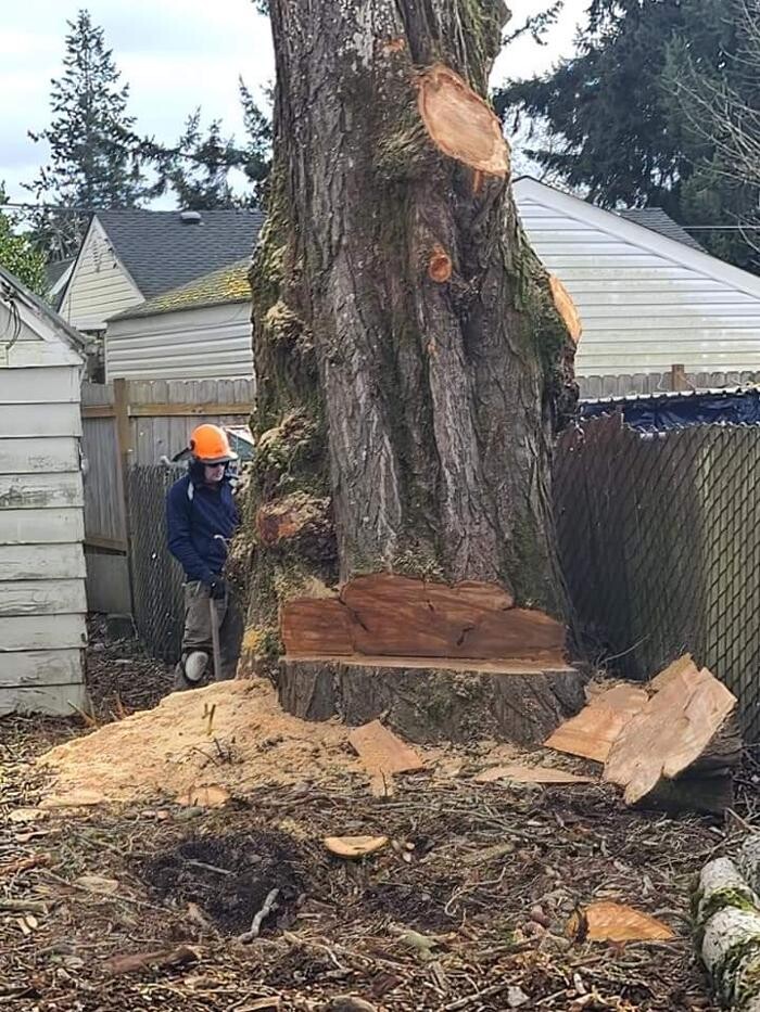 Images Limback Tree Services LLC