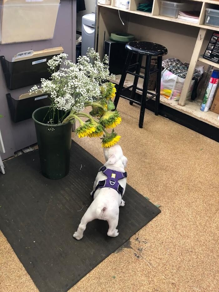 Images Chappell's Florist
