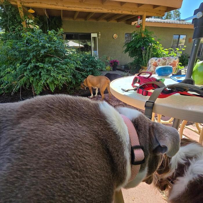 Images Stallion Springs Pet Sitting LLC