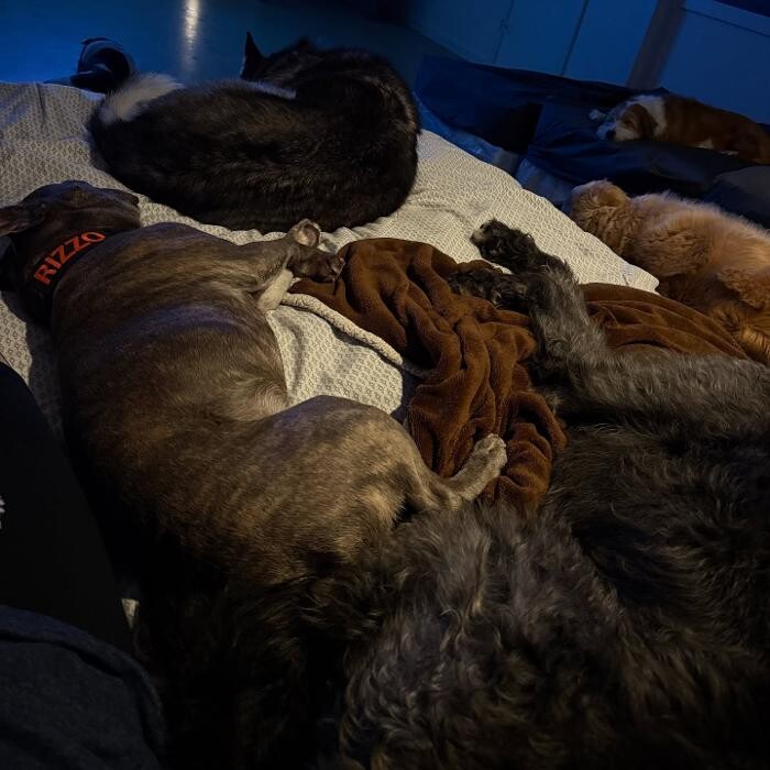 Images Camp Ruff It Doggie Daycare & Boarding