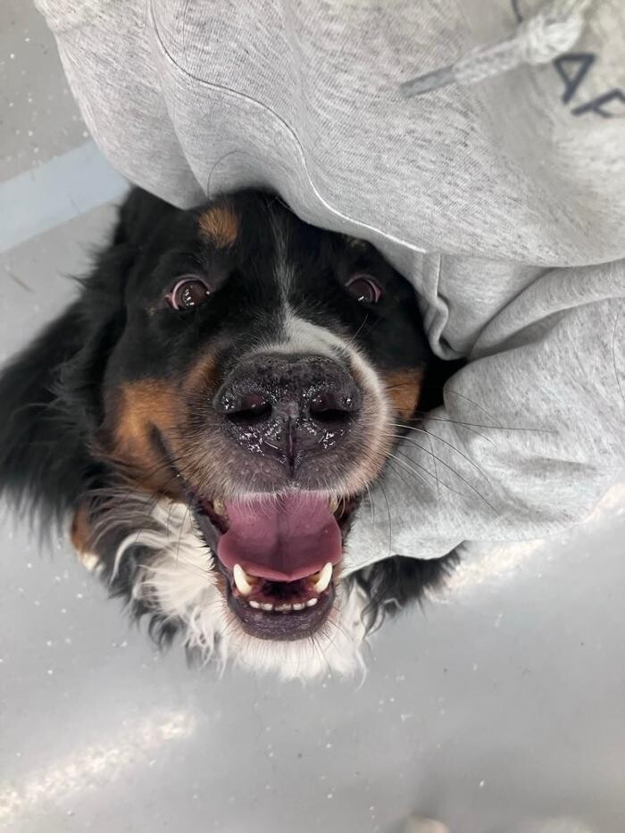 Images Camp Ruff It Doggie Daycare & Boarding