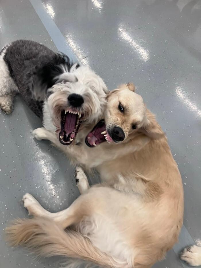 Images Camp Ruff It Doggie Daycare & Boarding