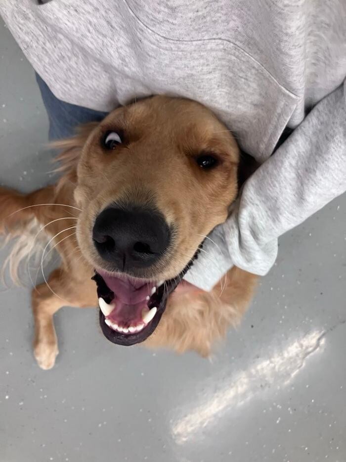 Images Camp Ruff It Doggie Daycare & Boarding