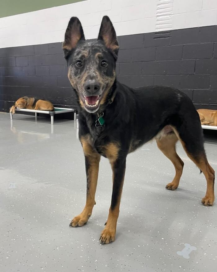 Images Camp Ruff It Doggie Daycare & Boarding