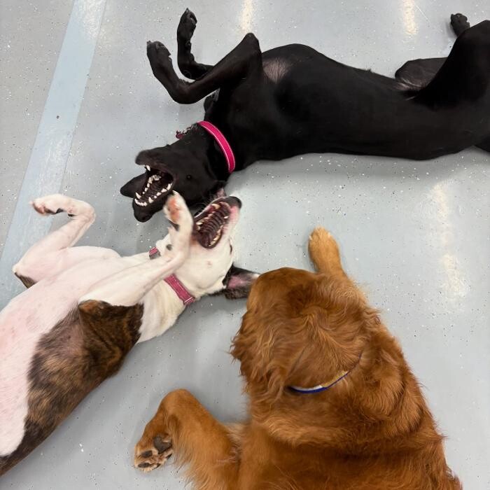Images Camp Ruff It Doggie Daycare & Boarding