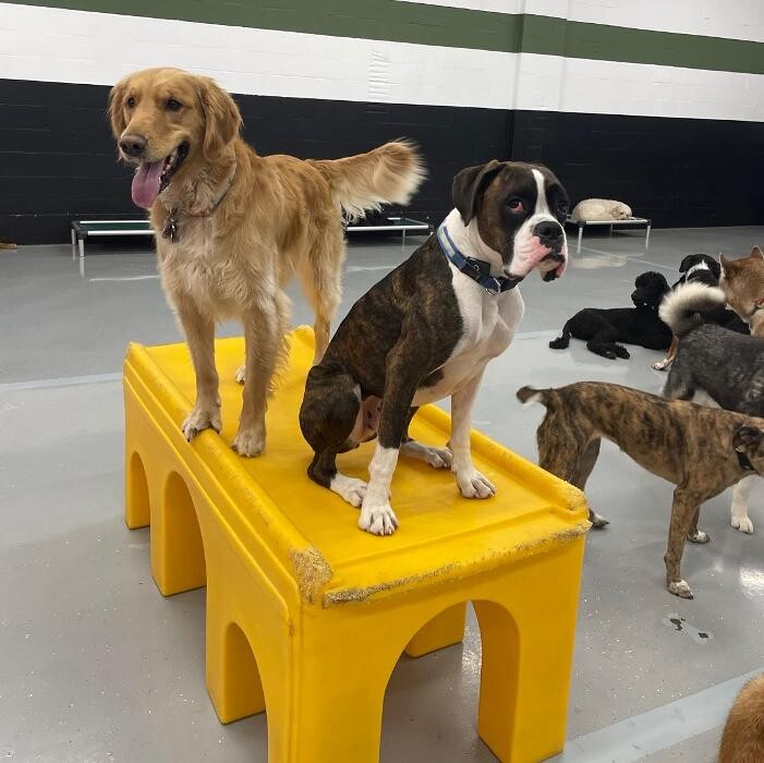 Images Camp Ruff It Doggie Daycare & Boarding