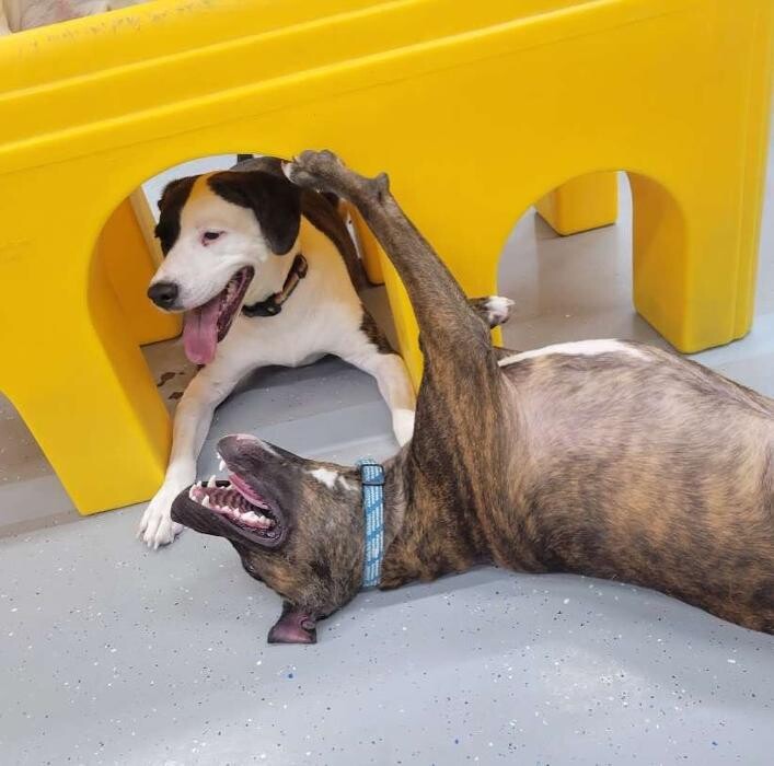 Images Camp Ruff It Doggie Daycare & Boarding