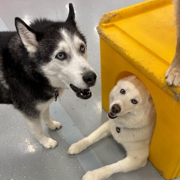 Images Camp Ruff It Doggie Daycare & Boarding