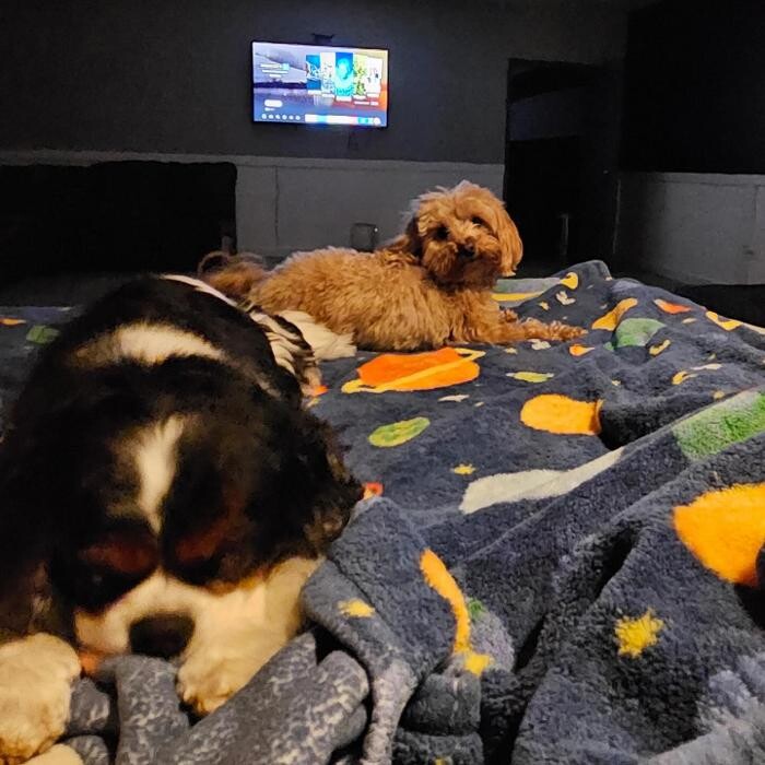 Images Camp Ruff It Doggie Daycare & Boarding