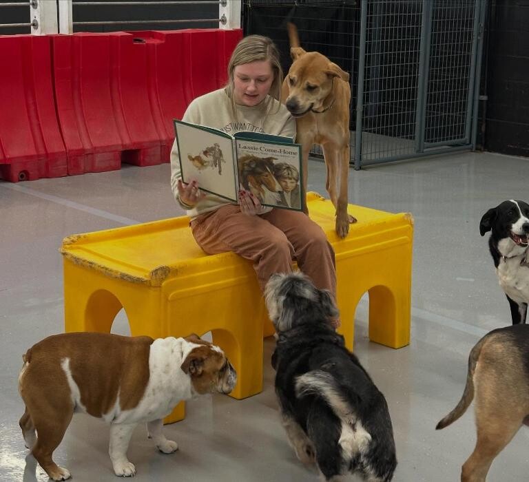 Images Camp Ruff It Doggie Daycare & Boarding