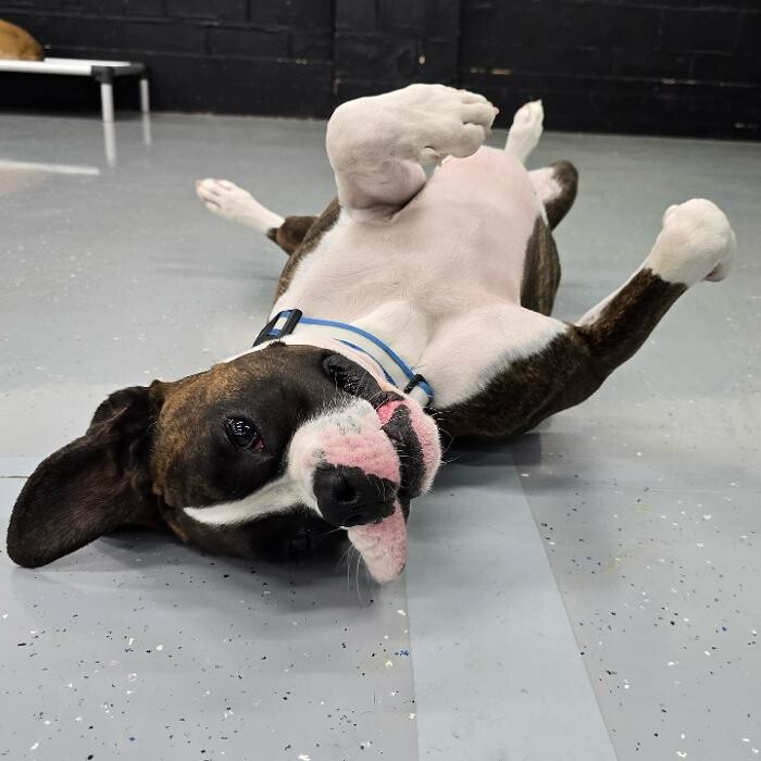 Images Camp Ruff It Doggie Daycare & Boarding