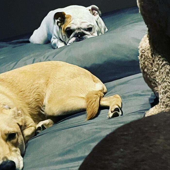 Images Camp Ruff It Doggie Daycare & Boarding