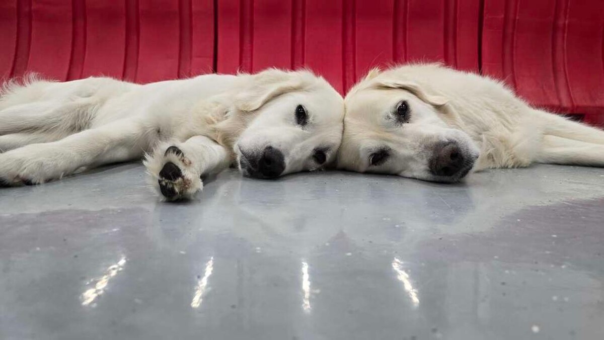 Images Camp Ruff It Doggie Daycare & Boarding
