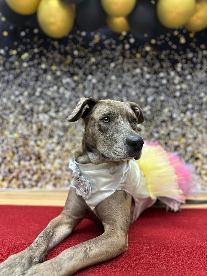 Images Camp Ruff It Doggie Daycare & Boarding