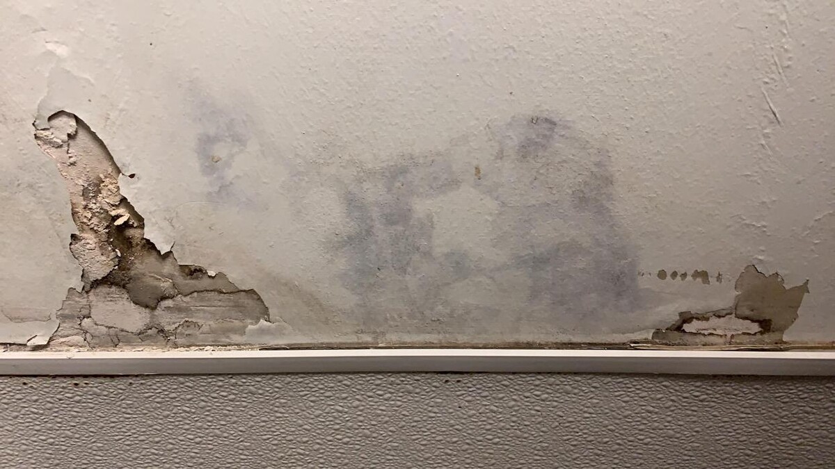 Images The Mold Pros of Texas