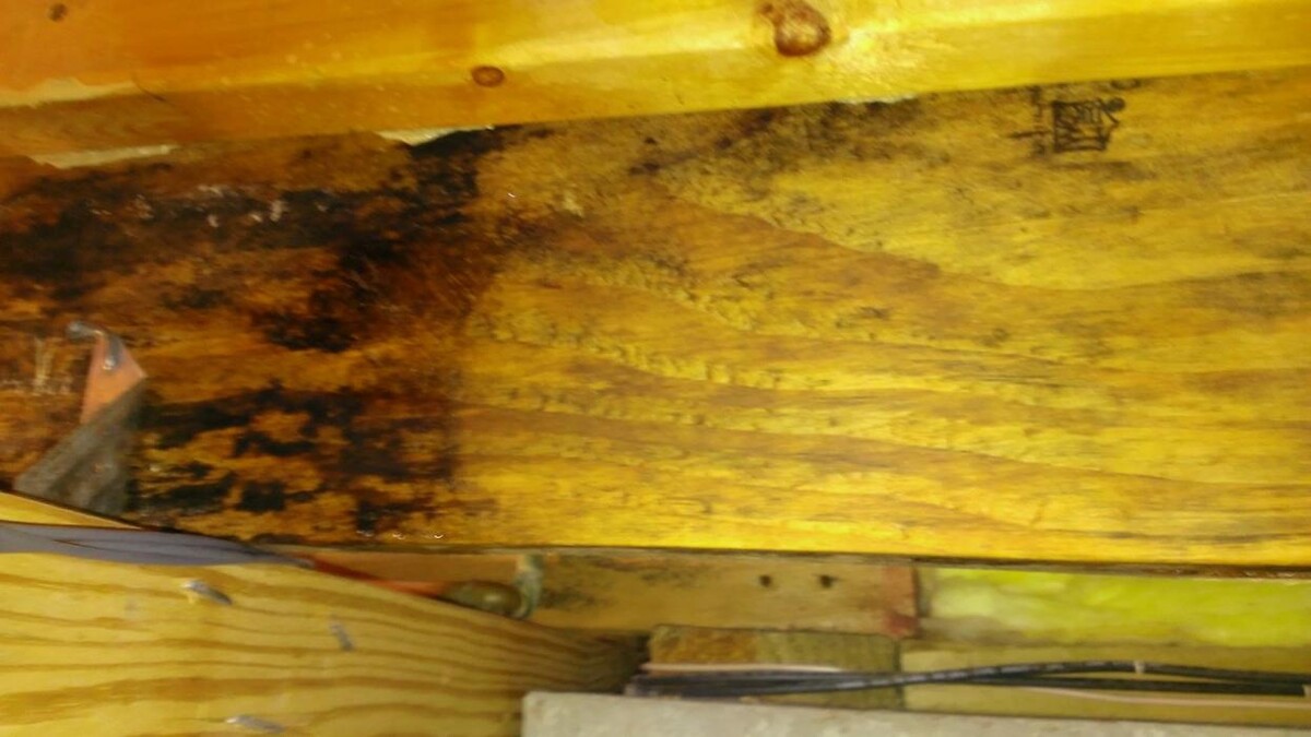 Images The Mold Pros of Texas