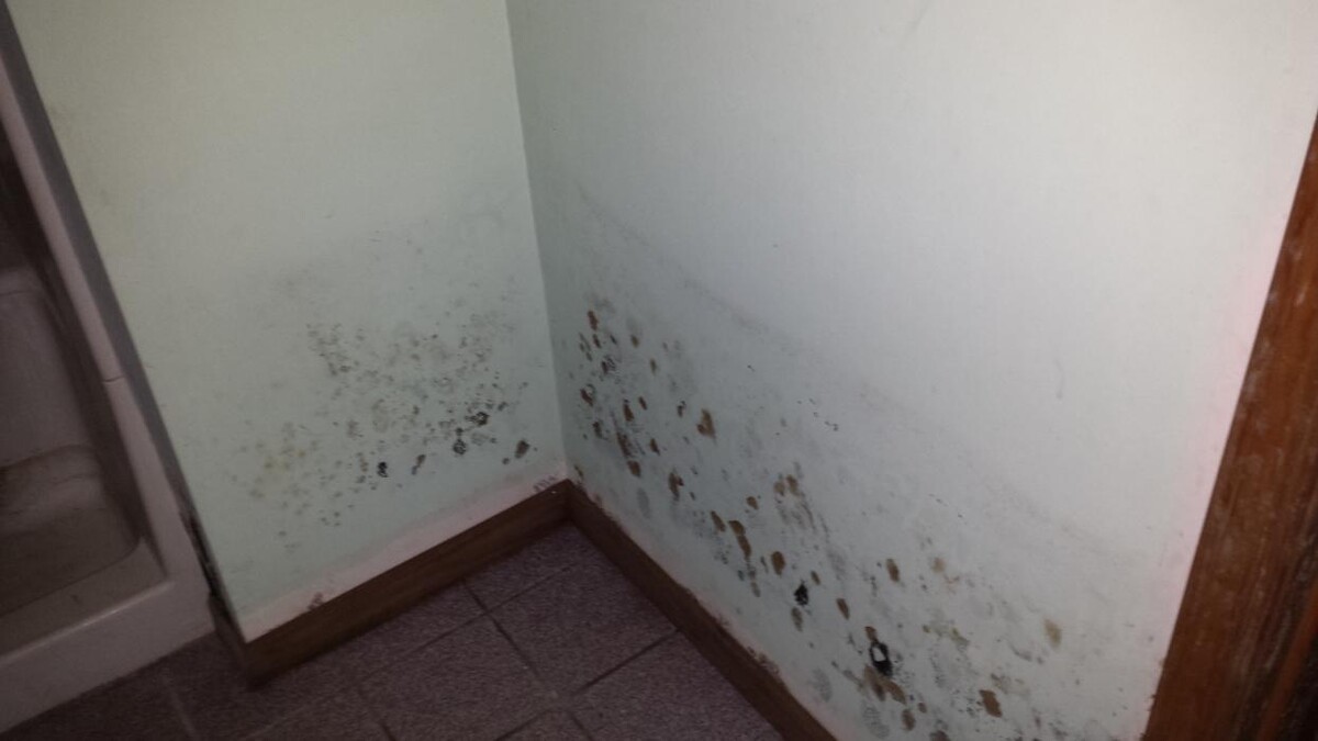 Images The Mold Pros of Texas