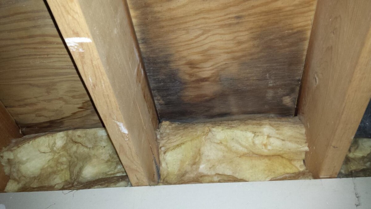 Images The Mold Pros of Texas