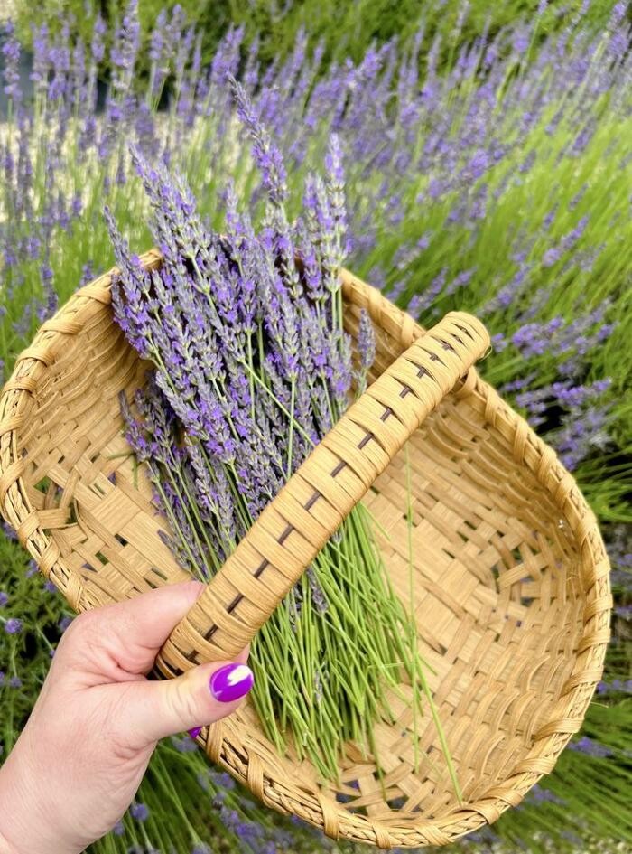 Images Shades of Lavender Farm