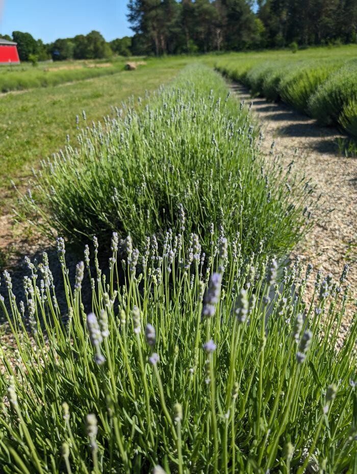 Images Shades of Lavender Farm