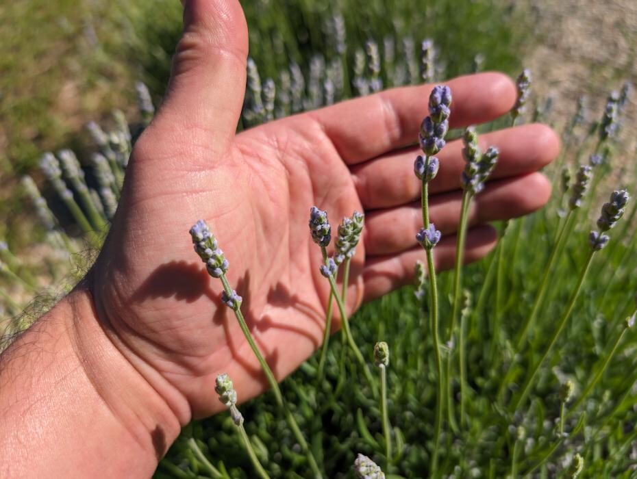 Images Shades of Lavender Farm
