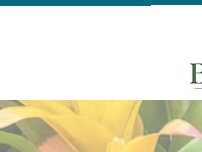 Website Screenshot Bromeliad Books