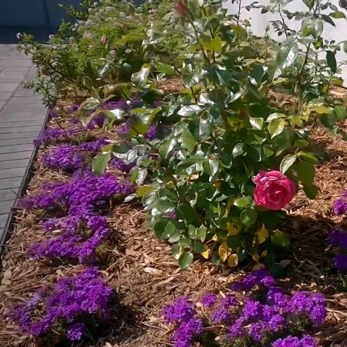 Images Alma Gardening Company Inc.