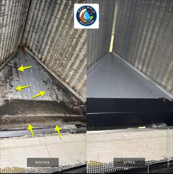 Images Real Mold Solution