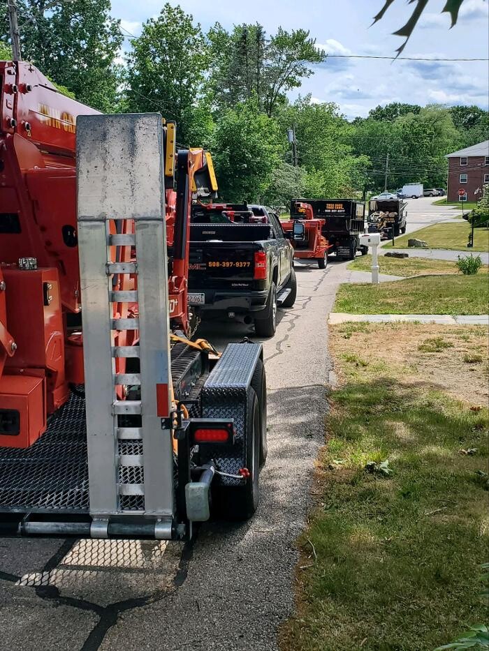 Images Twin Oaks Tree Care