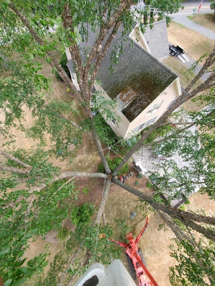 Images Twin Oaks Tree Care