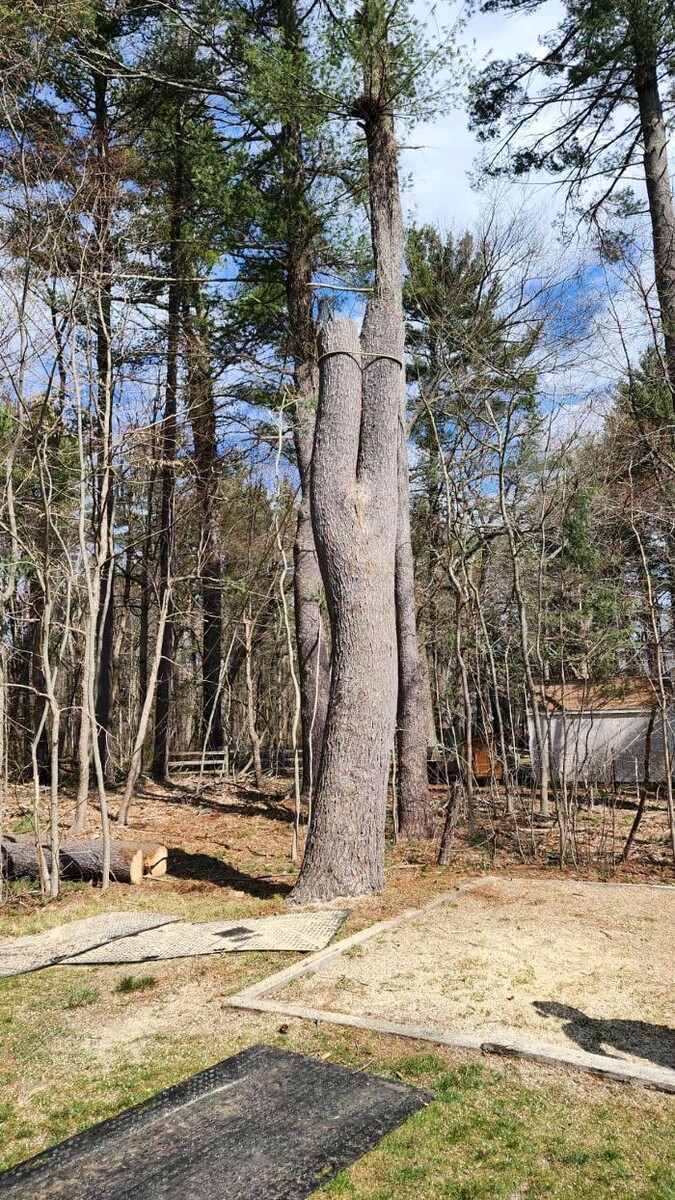 Images Twin Oaks Tree Care