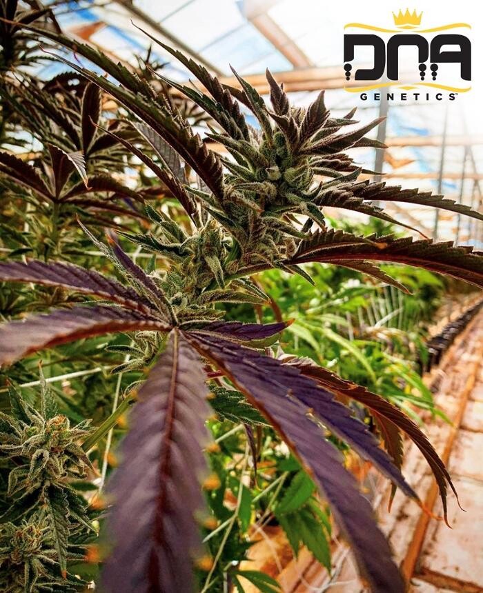 Images JARS Cannabis El Mirage