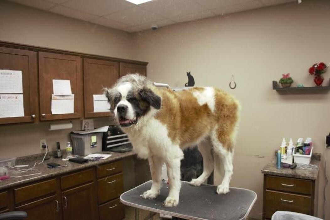 Images Boarding and Grooming at Westside Family Pet Clinic