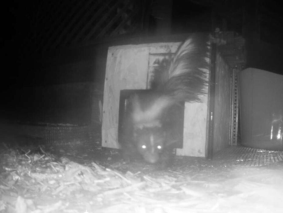 Images Guardian Wildlife Exclusion Specialists