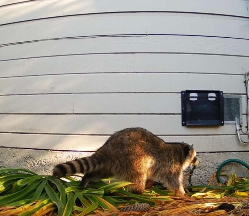 Images Guardian Wildlife Exclusion Specialists