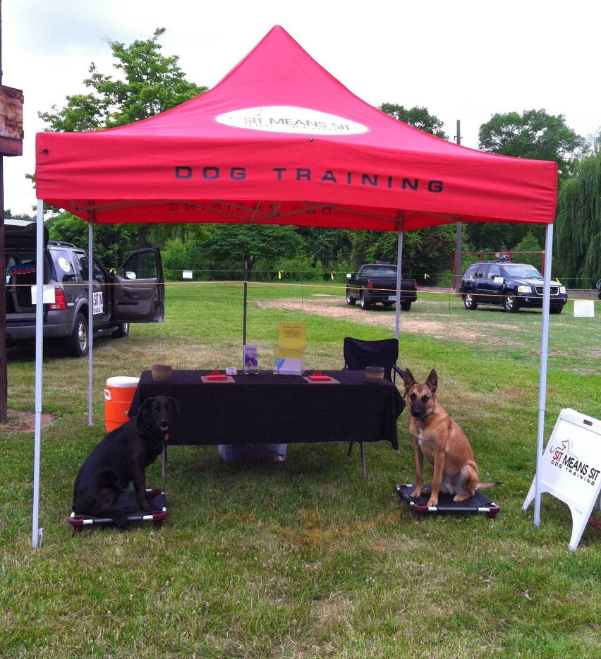 Images Sit Means Sit Dog Training