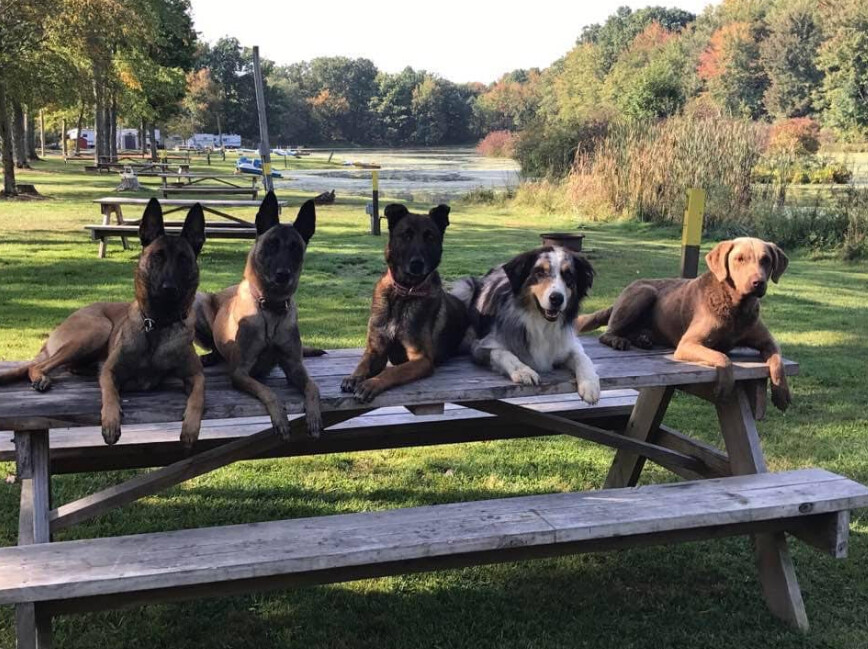 Images Sit Means Sit Dog Training