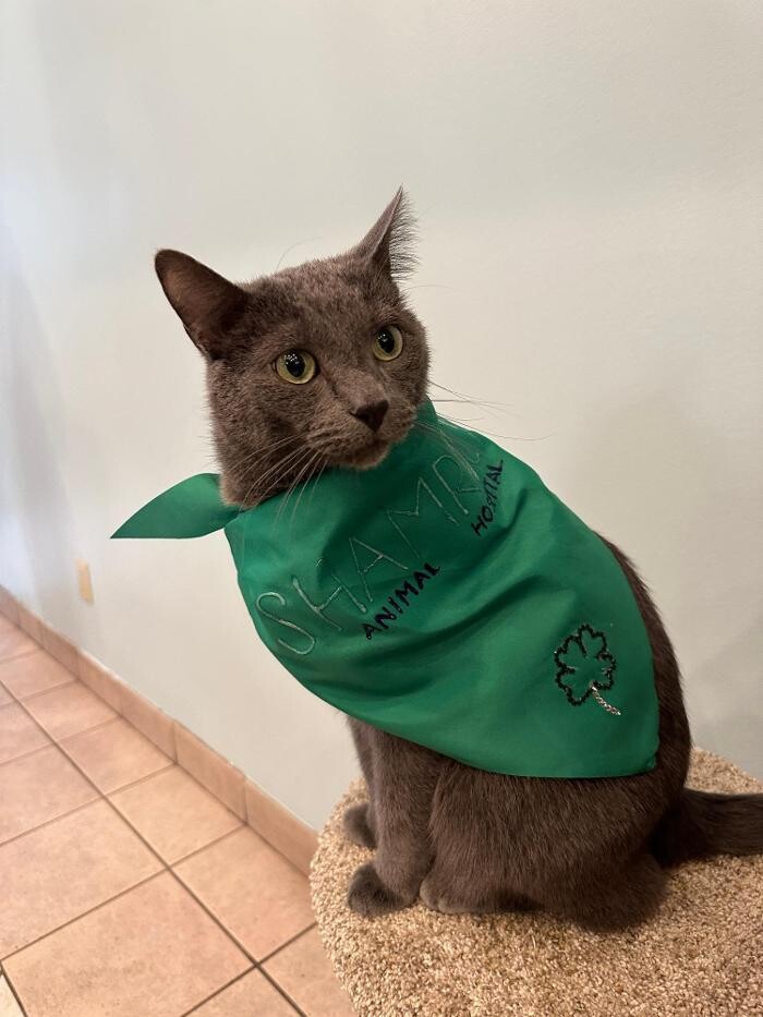 Images Shamrock Animal Hospital