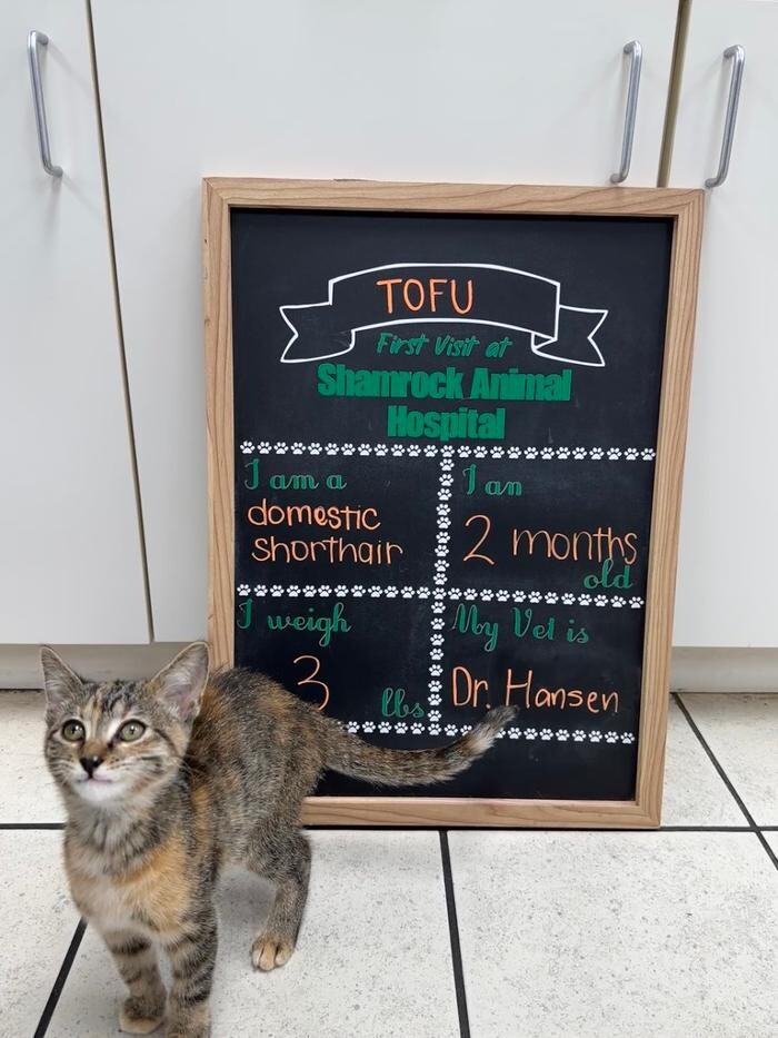 Images Shamrock Animal Hospital