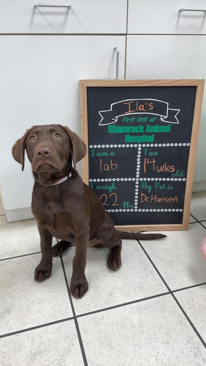 Images Shamrock Animal Hospital