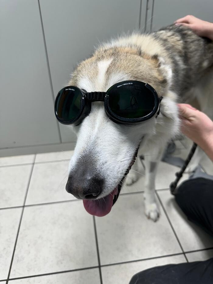 Images Shamrock Animal Hospital