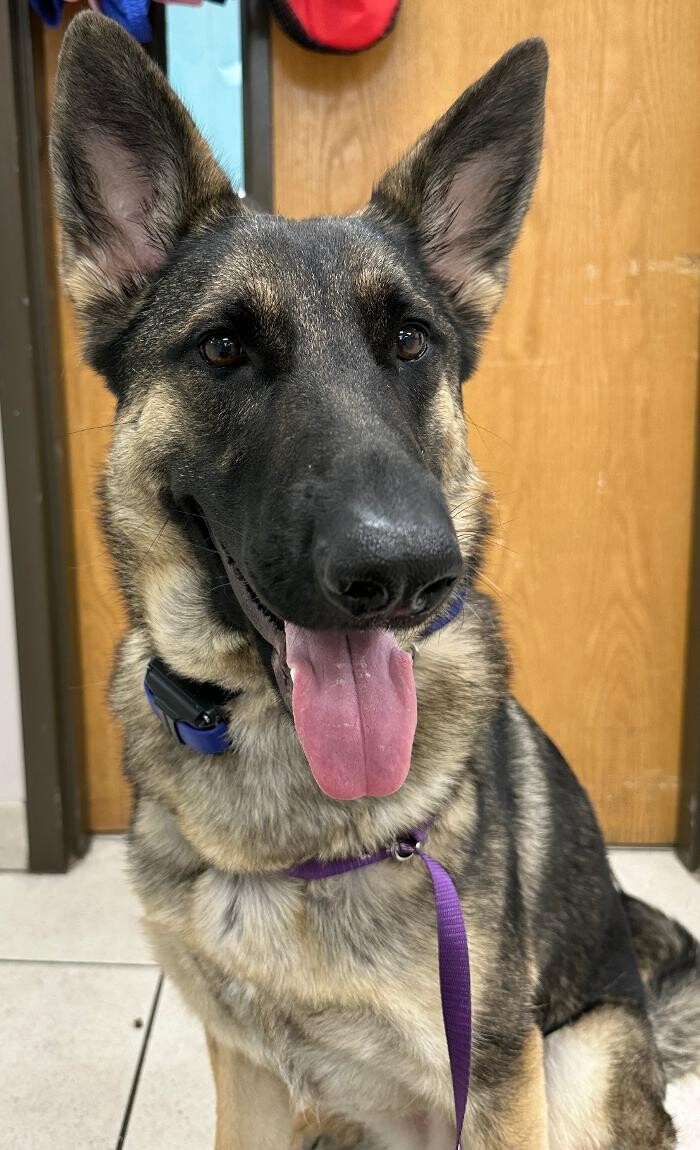 Images Shamrock Animal Hospital